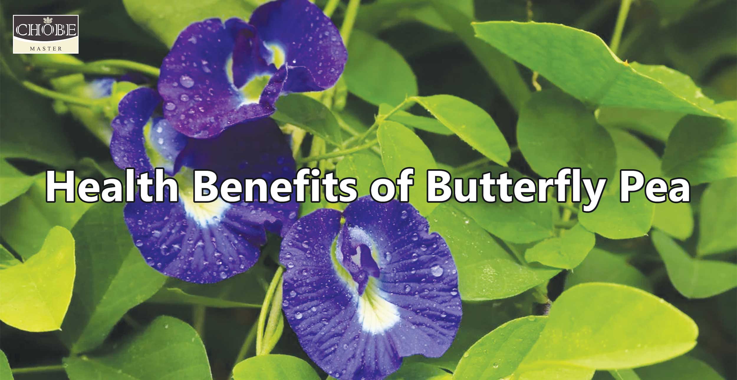 Health Benefit Of Butterfly Pea