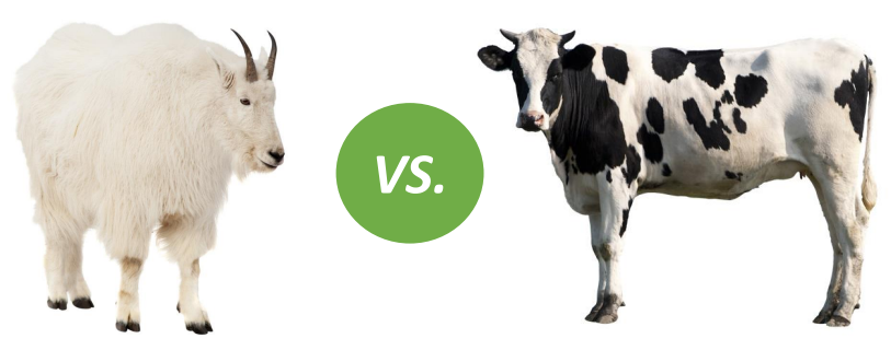 goat vs cow